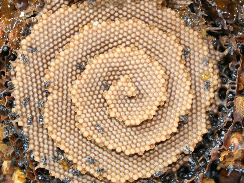 Bee Well Hive Spiral